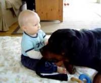 Rottweiler brincando com criança