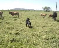 Rottweiler Pastoreando