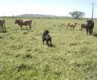 Rottweiler Pastoreando