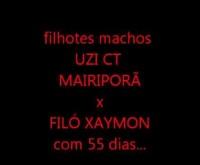 FILHOTES COM 55 DIAS...