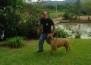 Bull Mastiff - Roke - Ereneu Boettger - Treinamento obediência