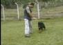 Rottweiler: Apollo - Soraia Hirt