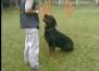 Rottweiler: Apollo - Soraia Hirt