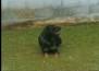 Rottweiler: Apollo - Soraia Hirt