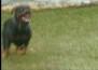 Rottweiler: Apollo - Soraia Hirt