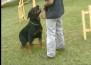 Rottweiler: Apollo - Soraia Hirt