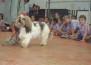 Whitney - Lhasa Apso - Andreia Rodrigues - Treinamento de obediência e agility