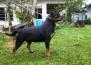 Polly Fart Wa Von Rottssel - Polly Fart - 21 meses