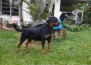 Polly Fart Wa Von Rottssel - Polly Fart - 21 meses