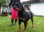 Polly Fart Wa Von Rottssel - Polly Fart - 21 meses