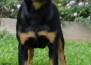 Nixie Thorg WB Von Rottssel - Nixie aos 6 meses 