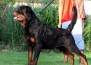 EXEL 