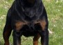 EXEL