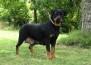 Nixie Thorg WB Von Rottssel - Nixie Thorg com 21 meses