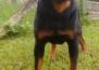 Magnun Xaymon WB V. Rottssel - Magnum aos 22 meses....