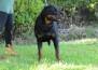 JEDAY XAYMON WB VON ROTTSSEL - Jeday aos 24 meses...