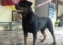 Zandor Sonny WB Von Rottssel - Sonny 15 meses