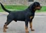 ARLOS MAJESTIC ROTT