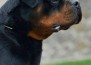 Arlos Majestic Rott - ARLOS