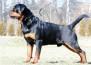 Arlos Majestic Rott - ARLOS