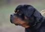 Arlos Majestic Rott - ARLOS