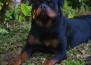 Benny Viper Rott Splendour - BENNY 