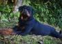 Benny Viper Rott Splendour - BENNY 01