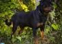 Benny Viper Rott Splendour - BENNY