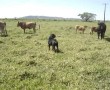 Rottweiler Pastoreando